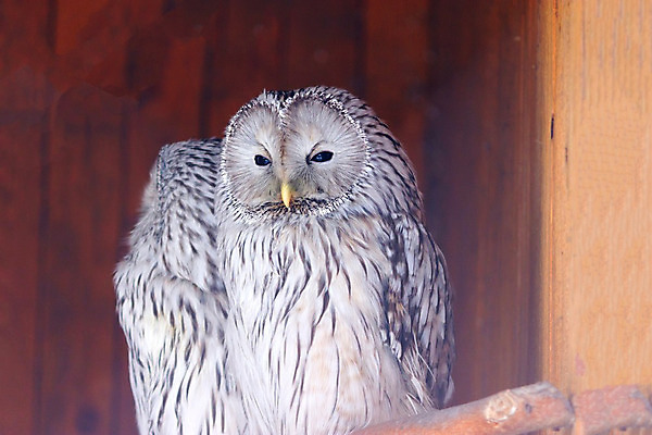 포토 JPG 해외이미지 동물 응시 얼굴 야생동물 백그라운드 컨셉 자연 조류 생물 동물원 사람없음 야외 가로 스터디 노란색 검은색 흰색 관찰 보호 큼 먹이 깃털 부리 독수리 육식동물 비전 부엉이 사냥꾼 육식 붓꽃 보호구역 해외202004 해외포토 직업 시선 꽃 컬러 모션 신체부위 학습 크기 생태계 구역 파일형식 이미지허브