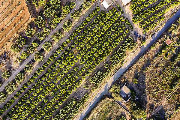 포토 JPG 해외이미지 식물 계절 산업 지구 여행 백그라운드 패턴 밭 농업 자연 하늘 안테나 풍경 사람없음 야외 초록색 여름 농작물 농장 농경지 환경 봄 수확 성장 시골 정상 땅 유기농 질감 내추럴 드론 밭일 세련 해외202004 해외포토 웰빙 컬러 무늬 통신 생태계 파일형식 이미지허브