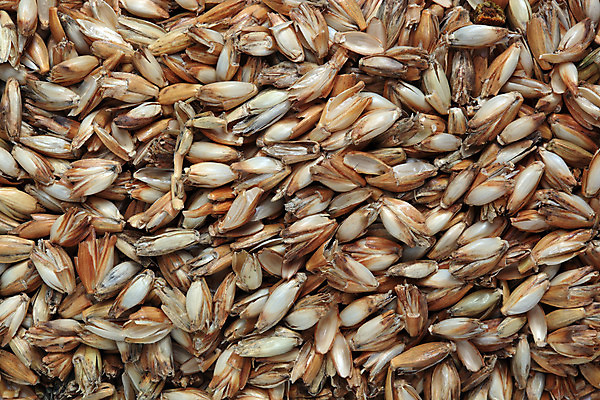 포토 JPG 해외이미지 식물 음식 베개 자연 잔디 사람없음 낟알 시리얼 작살 해외202004 해외포토 침구 생태계 파일형식 이미지허브