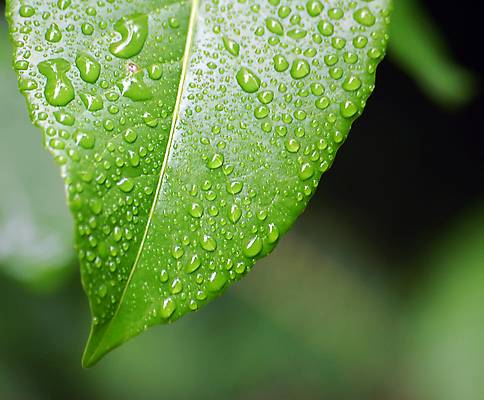 포토 JPG 해외이미지 식물 백그라운드 잎 자연 사람없음 초록색 물 정원 봄 젖음 신선 떨어짐 이슬 빗방울 묘사 질감 해외202004 해외포토 자연요소 계절 컬러 컨셉 비_날씨 생태계 파일형식 이미지허브