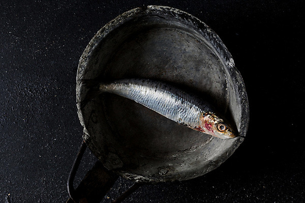 포토 JPG 해외이미지 종이 검은배경 어류 사람없음 얼음 검은색 공백 수확 신선 플랫 은색 가난 메뉴 에코 조감도 해외202004 해외포토 자연요소 컬러 백그라운드 컨셉 농업 환경 수중동물 파일형식 이미지허브