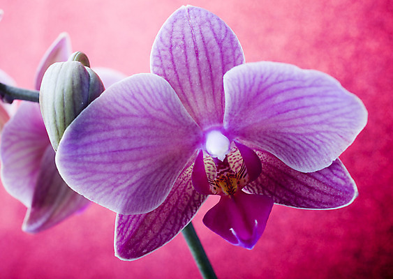 포토 JPG 해외이미지 식물 꽃잎 꽃 줄기 분홍색 백그라운드 자연 사람없음 침묵 난초 오브젝트 장면 해외202004 해외포토 컬러 소리 생태계 파일형식 이미지허브