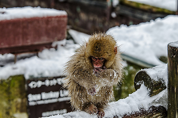 포토 JPG 해외이미지 나무 동물 공원 얼굴 야생동물 분홍색 조각 겨울 포유류 털 사람 사람없음 갈색 걷기 일본 얼음 봄 산책 추위 원숭이 표현 관찰 뜨거움 호기심 오르기 유인원 폭설 해외202004 해외포토 자연요소 식물 계절 공공시설 감정 아시아 컬러 컨셉 모션 휴식 눈_날씨 신체부위 자연재해 파일형식 이미지허브
