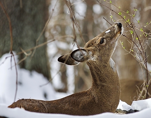 포토 JPG 해외이미지 나무 응시 야생동물 백그라운드 캐나다 겨울 사슴 털 사람없음 갈색 검은색 놀람 회색 흰색 숲 그림 엽서 귀 고립 흥미 해외202004 해외포토 식물 동물 시선 계절 감정 컬러 컨셉 북아메리카 포유류 표정 신체부위 편지 파일형식 이미지허브