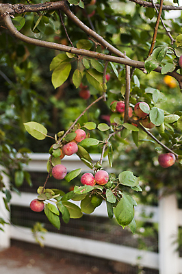 포토 JPG 해외이미지 나무 식물 낙엽 잎 과일 자연 매달리기 사람없음 빨간색 초록색 지구본 나뭇가지 선택 달콤 사과 수집 피부 숙성 해외202004 해외포토 컬러 컨셉 모션 신체부위 맛 생태계 파일형식 이미지허브