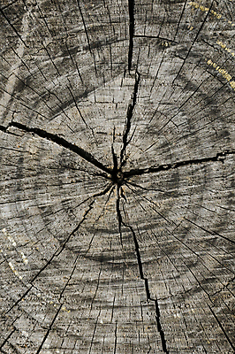 포토 JPG 해외이미지 나무 식물 자연 사람없음 목재 환경 봄 반지 균열 자르기 나무껍질 내추럴 수목 해외202004 해외포토 계절 재료 장신구 모션 껍질 생태계 파일형식 이미지허브