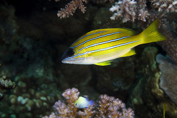 포토 JPG 해외이미지 바다 여행 표면 어류 사람없음 물 파란색 평화 우주 수중 어둠 고요 아래 다이빙 초대 장면 깊이 침몰 해외202004 해외포토 자연요소 컬러 컨셉 수영 수중동물 방향 위치 수중스포츠 파일형식 이미지허브
