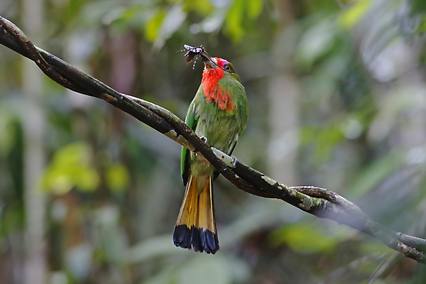포토 JPG 해외이미지 나무 동물 여자 남자 아시아 얼굴 야생동물 백그라운드 날개 자연 조류 수염 사람없음 야외 목재 가로 빨간색 초록색 컬러풀 머리 환경 나뭇가지 막대기 닫기 숲 벌 깃털 꼬리 부리 서식지 생태학 해외202004 해외포토 식물 교육 나라 컬러 곤충 재료 모션 사람 신체부위 생태계 파일형식 이미지허브