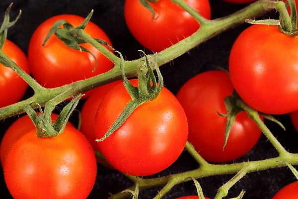 포토 JPG 해외이미지 음식 줄기 다이어트 토마토 재료 건강 요리 사람없음 샐러드 성장 체리 맛 작음 포도나무 내추럴 숙성 해외202004 해외포토 식물 컨셉 채소 과일 크기 과일나무 파일형식 이미지허브