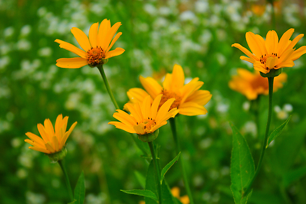 포토 JPG 해외이미지 식물 계절 공원 꽃잎 꽃 잎 밭 자연 사람없음 야외 초록색 빛 햇빛 노란색 우주 정원 화목 봄 성장 시골 우아함 5월 내추럴 해외202004 해외포토 공공시설 컬러 컨셉 농업 태양 날짜 생태계 파일형식 이미지허브