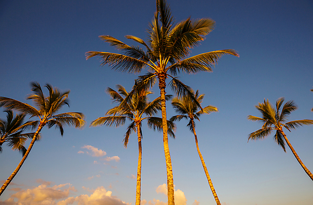 포토 JPG 해외이미지 나무 식물 모래 섬 여행 백그라운드 자연 벽지 휴가 손바닥 그림자 풍경 사람없음 야외 여름 빛 모래사장 햇빛 환경 정원 계곡 미국 습기 시골 뜨거움 원예 휴양지 내추럴 코스타리카 해외202004 해외포토 손 계절 바다 북아메리카 취미 태양 장소 중앙아메리카 생태계 파일형식 이미지허브