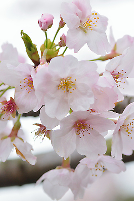 포토 JPG 해외이미지 주간 근접촬영 사람없음 야외 아웃포커스 봄 벚꽃 나뭇가지 보케 해외202004 해외포토 자연요소 나무 계절 꽃 뷰포인트 촬영기법 파일형식 이미지허브
