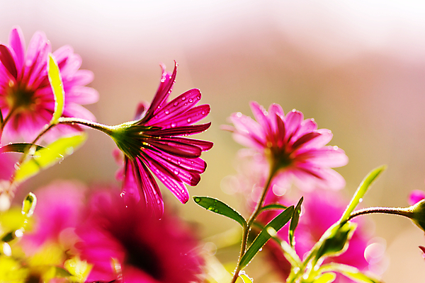 포토 JPG 해외이미지 식물 계절 꽃 잎 꽃무늬 자연 주택 이벤트 사람없음 장식 여름 컬러풀 햇빛 농장 농경지 환경 맑음 봄 시골 우아함 묘사 만족 내추럴 해외202004 해외포토 감정 컬러 컨셉 무늬 농업 날씨 건물 태양 생태계 파일형식 이미지허브