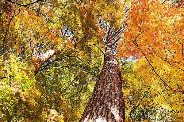 포토 JPG 해외이미지 나무 공원 단풍 잎 겨울 자연 사람없음 빨간색 노란색 정원 일본 폭포 추위 가을 각도 나무껍질 해외202004 해외포토 식물 계절 공공시설 아시아 컬러 껍질 생태계 파일형식 이미지허브