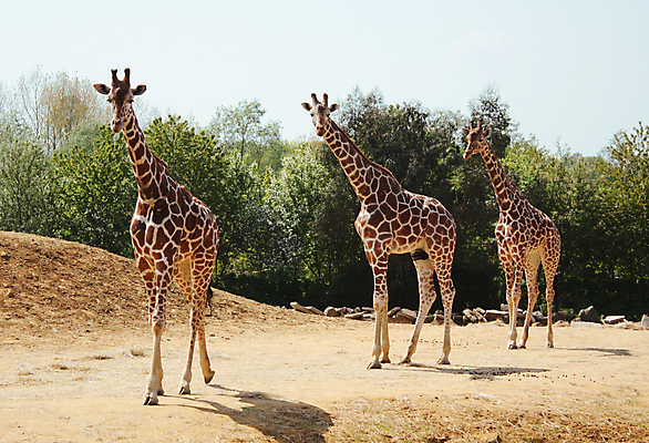포토 JPG 해외이미지 동물 야생동물 여행 포유류 가족 아프리카 자연 휴가 동물원 3 사람없음 황무지 군중 사파리 목 케냐 동물상 해외202004 해외포토 나라 관계 사람 신체부위 조형물 생태계 파일형식 이미지허브