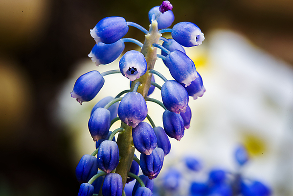 포토 JPG 해외이미지 식물 계절 꽃 장갑 백그라운드 농업 부활절 씨앗 취미 사람없음 야외 목재 여름 세트 우주 환경 정원 흙 봄 장비 성장 도구 침대 캔 보호 냄비 땅 삽 물주기 원예 먼지 수선화 조립 갈퀴 돌봄 원예사 프리뮬러 해외202004 해외포토 나무 직업 잡화 기념일 산업 가구 컨셉 재료 모션 솥 파일형식 이미지허브