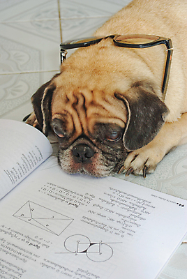 포토 JPG 해외이미지 동물 학생 교육 안경 과학 교실 학교 추상 피곤 사랑 사람없음 책 스터디 독서 펜 쌓기 교사 공책 꿈 시험 의사 잠 오픈 개 달콤 도서관 강아지 스마트 준비 대학교 코믹 문학 촉수 송곳니 해외202004 해외포토 직업 잡화 감정 컨셉 무늬 포유류 모션 문구용품 반려동물 학습 필기구 의료진 맛 치아 파일형식 이미지허브