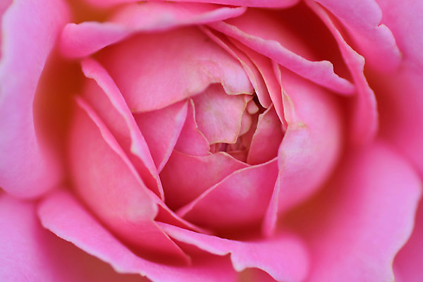 포토 JPG 해외이미지 식물 꽃잎 꽃 아시아 분홍색 백그라운드 꽃무늬 자연 발렌타인데이 선물 사랑 사람없음 야외 빨간색 세로 장미 정원 봄 활발 벚꽃 신선 닫기 편안함 싱글 원예 질감 향기 부드러움 강렬 고립 블러 해외202004 해외포토 계절 감정 나라 컬러 컨셉 무늬 모션 데이이벤트 취미 감각 생태계 냄새 파일형식 이미지허브