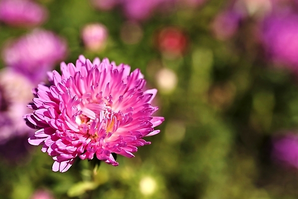 포토 JPG 해외이미지 식물 계절 꽃잎 꽃 줄기 분홍색 국화 풍경 사람없음 야외 장식 초록색 머리 정원 보라색 활발 가을 시골 신선 개화 그룹 우아함 다발 제비꽃 원예 질감 러시아 제비 내추럴 해외202004 해외포토 유럽 컬러 컨셉 조류 취미 신체부위 파일형식 이미지허브