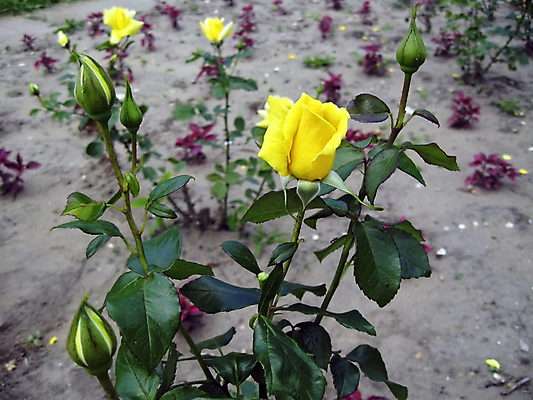 포토 JPG 해외이미지 식물 공원 꽃 여행 잎 자연 사람없음 초록색 장미 노란색 산책 기쁨 성장 벚꽃 개화 냄새 내추럴 땅바닥 해외202004 해외포토 공공시설 감정 컬러 휴식 바닥 생태계 파일형식 이미지허브