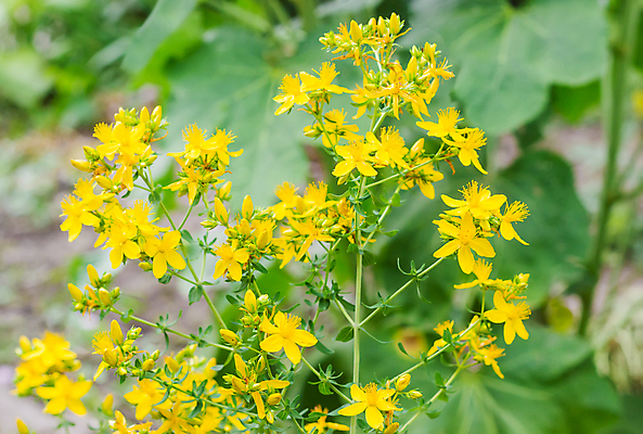 포토 JPG 해외이미지 식물 꽃 줄기 백그라운드 잎 자연 사람없음 여름 약 수확 약초 허브 영원 해외202004 해외포토 계절 농업 의학 풀_식물 생태계 파일형식 이미지허브