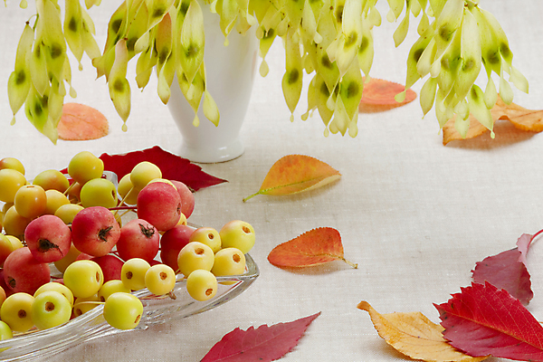 포토 JPG 해외이미지 계절 꽃 음식 꽃다발 잎 다이어트 과일 자연 탁자 건강 사람없음 빨간색 초록색 정원 식사 맛 사과 먹기 내추럴 강렬 숙성 해외202004 해외포토 식물 컬러 가구 컨셉 모션 생태계 파일형식 이미지허브