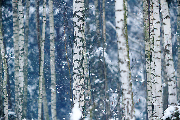 포토 JPG 해외이미지 주간 겨울 자연 사람없음 야외 아웃포커스 자작나무 자작나무숲 겨울풍경 해외202004 해외포토 자연요소 나무 계절 촬영기법 풍경 숲 생태계 파일형식 이미지허브