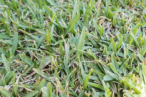 포토 JPG 해외이미지 식물 직업 공원 백그라운드 밭 농업 자연 잔디 사람없음 야외 초록색 여름 컬러풀 환경 정원 기계 봄 장비 운전 성장 공구 시골 신선 업무 닫기 큼 땅 자르기 허브 원예 질감 손질 엔진 유지 내추럴 다듬기 돌봄 뒤뜰 생태학 원예사 해외202004 해외포토 계절 공공시설 교육 산업 컬러 모션 취미 도구 작업 크기 생태계 파일형식 이미지허브