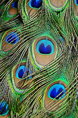 포토 JPG 해외이미지 동물 디자인 남자 야생동물 백그라운드 패턴 자연 조류 추상 사람없음 장식 초록색 파란색 컬러풀 활발 우아함 공작 깃털 묘사 질감 꼬리 내추럴 해외202004 해외포토 컬러 컨셉 무늬 사람 생태계 파일형식 이미지허브