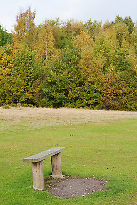 포토 JPG 해외이미지 나무 공원 벤치 오렌지 영국 잉글랜드 풍경 사람없음 야외 목재 세로 초록색 갈색 노란색 가을 시골 숲 11월 10월 삼림지대 해외202004 해외포토 식물 계절 공공시설 유럽 컬러 의자 과일 재료 날짜 파일형식 이미지허브