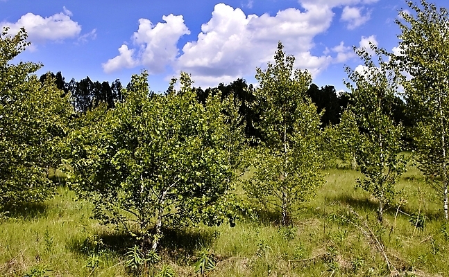 포토 JPG 해외이미지 나무 식물 구름 계절 백그라운드 잎 자연 하늘 아침 새로움 풍경 사람없음 야외 초록색 여름 파란색 빛 컬러풀 햇빛 환경 맑음 봄 흰색 나뭇가지 신선 정상 숲 작음 자작나무 내추럴 생태학 해외202004 해외포토 주간 자연요소 교육 컬러 컨셉 날씨 태양 크기 생태계 파일형식 이미지허브