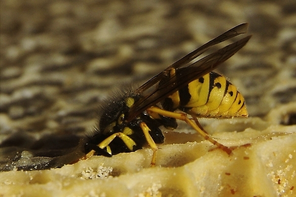 포토 JPG 해외이미지 식물 동물 꽃 음식 곤충 백그라운드 패턴 농업 자연 프레임 세포 건강 사람없음 약 환경 벚꽃 머리빗 황금 닫기 달콤 꿀벌 먹기 영화 유기농 바쁨 꽃가루 꿀 벌집 내추럴 밀랍 식민지 양봉 양봉장 해외202004 해외포토 웰빙 산업 무늬 의학 모션 문화예술 미용용품 맛 벌_곤충 가루 생태계 파일형식 이미지허브