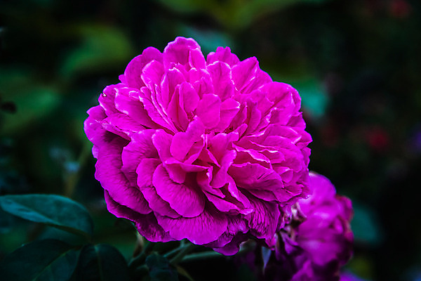 포토 JPG 해외이미지 식물 꽃잎 꽃 분홍색 백그라운드 꽃무늬 자연 사람없음 장식 여름 정원 보라색 검은색 어둠 봄 벚꽃 제비꽃 라일락 내추럴 해외202004 해외포토 계절 컬러 무늬 생태계 파일형식 이미지허브