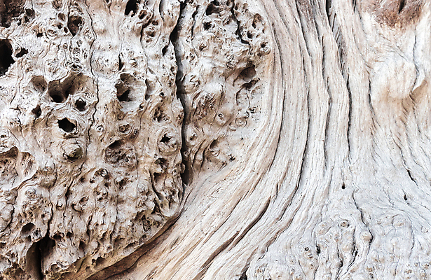 포토 JPG 해외이미지 모양 나무 식물 선 조각 백그라운드 십자가 패턴 부분 태국 자연 표면 추상 건조 미술 사람없음 목재 갈색 우주 검은색 어둠 줄무늬 흰색 나뭇가지 죽음 원형 거친 널 낟알 자르기 묘사 유기농 질감 매듭 뿌리 나무껍질 잡동사니 내추럴 수목 옛날 해외202004 해외포토 도형 웰빙 아시아 컬러 무늬 재료 모션 문화예술 껍질 생태계 파일형식 이미지허브