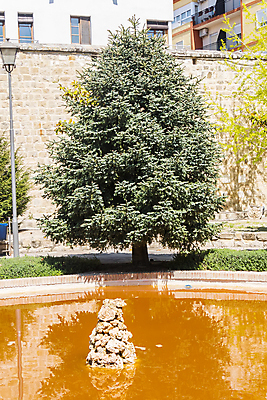 포토 JPG 해외이미지 나무 식물 계절 유럽 잎 꽃무늬 자연 산 종류 사람없음 장식 초록색 환경 정원 계곡 다양 나뭇가지 보호 숲 지중해 생태계 생물학 상록수 침엽수 전나무 생태학 스페인어 안달루시아 가문비나무 해외202004 해외포토 교육 꽃 나라 바다 컬러 다수 컨셉 무늬 스페인 파일형식 이미지허브