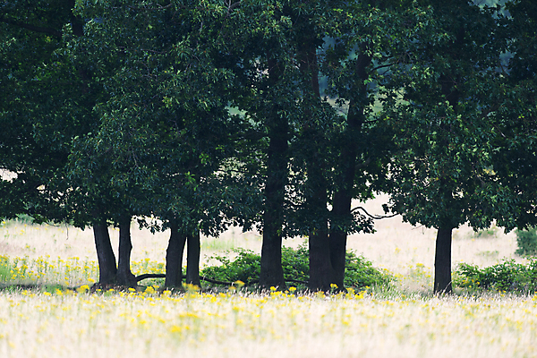 포토 JPG 해외이미지 나무 꽃 자연 풍경 사람없음 여름 노란색 묘사 네덜란드 해외202004 해외포토 식물 계절 유럽 컬러 생태계 파일형식 이미지허브