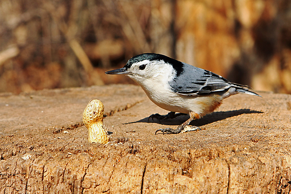 포토 JPG 해외이미지 나무 동물 공원 야생동물 캐나다 날개 자연 조류 씨앗 앉기 사람없음 야외 옆모습 검은색 회색 흰색 나뭇가지 관찰 닫기 잡지 숲 작음 깃털 묘사 부리 나무껍질 동물상 앨버타 해외202004 해외포토 식물 공공시설 뷰포인트 컬러 북아메리카 모션 간행물 조형물 껍질 크기 생태계 파일형식 이미지허브