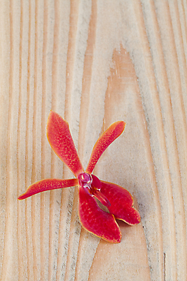 포토 JPG 해외이미지 꽃잎 꽃 표면 추상 바닥 사람없음 목재 갈색 벚꽃 난초 정상 싱글 질감 땅바닥 말리 해외202004 해외포토 나무 식물 컬러 무늬 재료 파일형식 이미지허브