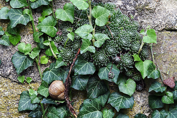 포토 JPG 해외이미지 식물 꽃 벽 자국 추상 사람없음 초록색 바위 유머 구부린 묘사 달팽이 아이비 정물화 해외202004 해외포토 감정 컬러 무늬 모션 연체동물 돌_바위 그림 파일형식 이미지허브