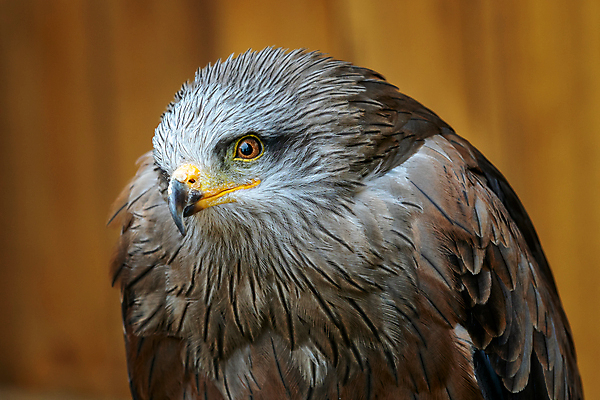포토 JPG 해외이미지 동물 유럽 야생동물 백그라운드 날개 자연 조류 앉기 사람없음 갈색 검은색 먹이 연 속도 부리 육식동물 사냥꾼 내추럴 해외202004 해외포토 직업 나라 컬러 모션 놀이용품 생태계 파일형식 이미지허브