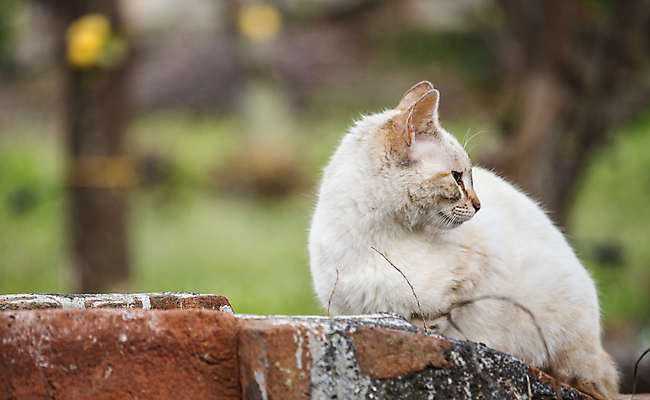 포토 JPG 해외이미지 식물 동물 계절 감정 얼굴 포유류 자연 사람없음 반려동물 귀여움 고양이 봄 분노 가을 흰색 표현 아기 신생아 유머 달콤 강아지 작음 모피 오로라 해외202004 해외포토 컬러 컨셉 자연현상 사람 신체부위 개 맛 크기 생태계 파일형식 이미지허브