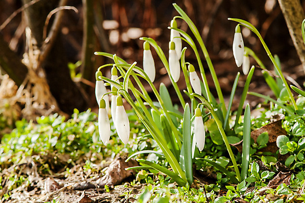 포토 JPG 해외이미지 식물 계절 꽃잎 꽃 잎 꽃무늬 밭 자연 따뜻함 텐트 사람없음 야외 목재 초록색 파란색 빛 햇빛 태양 새싹 정원 계곡 맑음 봄 벚꽃 종 흰색 신선 개울 숲 보석 내추럴 삼림지대 아네모네 취급주의 프리뮬러 헌병 해외202004 해외포토 자연요소 나무 컬러 무늬 농업 재료 날씨 캠핑도구 경고 강 군인 광석 생태계 파일형식 이미지허브