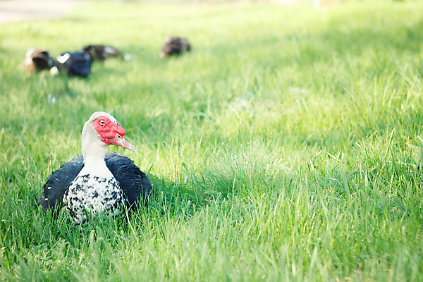 포토 JPG 해외이미지 동물 1 공원 야생동물 백그라운드 밭 농업 날개 자연 조류 휴식 오리 사람없음 야외 빨간색 초록색 여름 컬러풀 농장 갈색 검은색 가축 봄 흰색 시골 닫기 방목 깃털 싱글 부리 물새 청둥오리 수탉 내추럴 밭일 찰과상 해외202004 해외포토 계절 공공시설 산업 컬러 컨셉 모션 닭 축산업 상처 수컷 생태계 파일형식 이미지허브