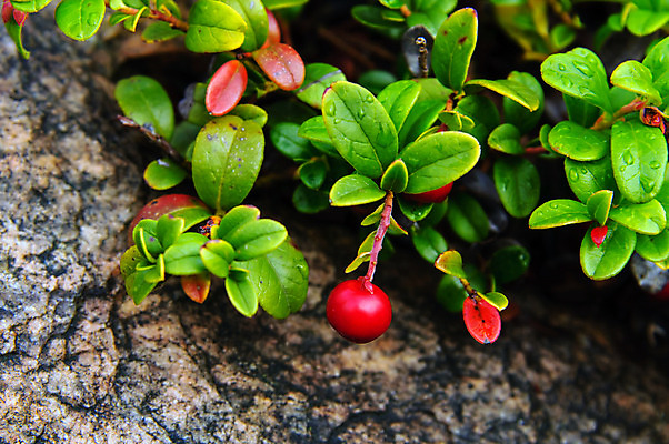 포토 JPG 해외이미지 계절 열매 백그라운드 자연 건강 사람없음 장식 빨간색 초록색 수확 가을 선택 맛 크랜베리 해외202004 해외포토 식물 컬러 컨셉 농업 생태계 파일형식 이미지허브