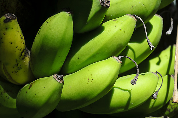 포토 JPG 해외이미지 음식 백그라운드 농업 다이어트 과일 자연 바나나 건강 사람없음 초록색 다발 유기농 흙더미 밭일 해외202004 해외포토 웰빙 산업 컬러 흙 생태계 파일형식 더미 이미지허브