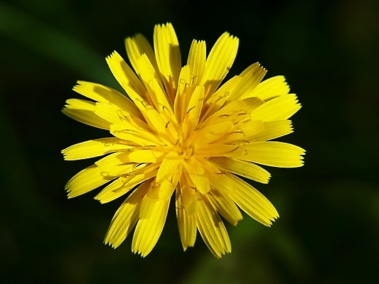 포토 JPG 해외이미지 식물 계절 꽃잎 꽃 백그라운드 꽃무늬 자연 선물 사람없음 장식 초록색 노란색 정원 봄 벚꽃 신선 우아함 민들레 묘사 내추럴 고립 해외202004 해외포토 컬러 컨셉 무늬 생태계 파일형식 이미지허브