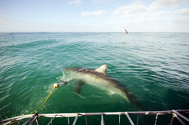 포토 JPG 해외이미지 동물 야생동물 스포츠 바다 여행 백그라운드 자연 어류 사람없음 야외 물 여름 파란색 바닷속 수중 산호 위험 다이빙 육식동물 암초 깊이 남아프리카 케이프타운 해외202004 해외포토 자연요소 계절 컬러 컨셉 아프리카 수영 수중동물 자포동물 생태계 남아프리카공화국 수중스포츠 파일형식 이미지허브
