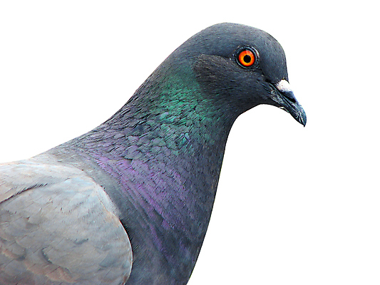 포토 JPG 해외이미지 동물 백그라운드 자연 조류 사람없음 평화 환경 희망 자유 흰색 비교 영혼 심볼 깃털 비둘기 부리 윤곽 고립 해외202004 해외포토 감정 컬러 컨셉 생태계 파일형식 이미지허브