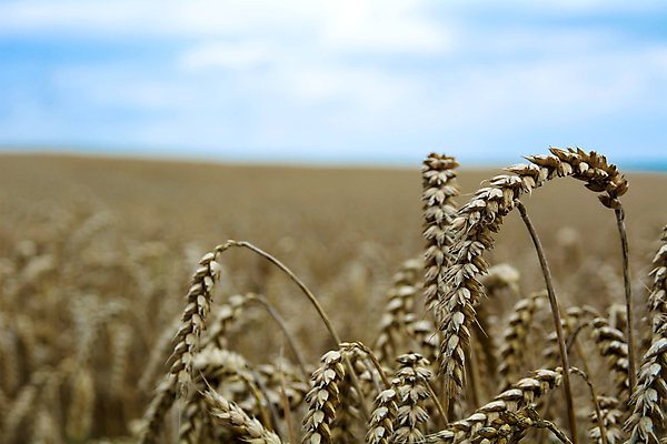 포토 JPG 해외이미지 식물 밭 농업 자연 하늘 옥수수 씨앗 풍경 사람없음 여름 파란색 농작물 농장 노란색 수확 성장 시골 황금 낟알 시리얼 밀 보리 장면 숙성 해외202004 해외포토 계절 산업 음식 컬러 곡류 생태계 파일형식 이미지허브