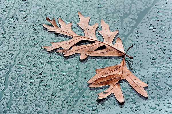 포토 JPG 해외이미지 나무 잎 패턴 자동차 자연 유리 사람없음 야외 물 가을 폭풍 고립 자동 해외202004 해외포토 자연요소 식물 계절 육상교통 무늬 재질 날씨 생태계 파일형식 이미지허브